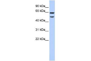 Image no. 3 for anti-Eukaryotic Translation Initiation Factor 3 Subunit E (EIF3E) (N-Term) antibody (ABIN2783259)