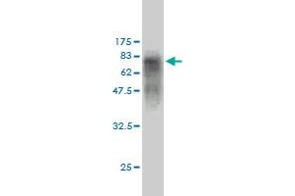 C17orf75 antibody  (AA 1-396)