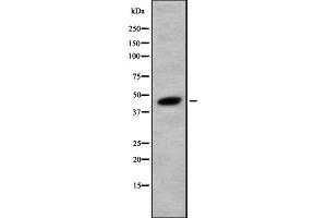 Image no. 3 for anti-HORMA Domain Containing 1 (HORMAD1) (C-Term) antibody (ABIN6262338)