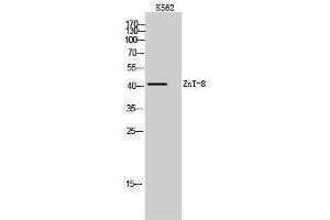 Image no. 1 for anti-Solute Carrier Family 30 (Zinc Transporter), Member 8 (SLC30A8) (Internal Region) antibody (ABIN3180951)