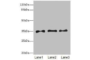 PRPS1 antibody  (AA 1-318)