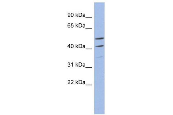 anti-Myb-Related Transcription Factor, Partner of Profilin (MYPOP) (C-Term) antibody