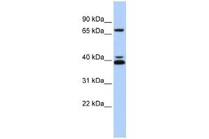 Image no. 3 for anti-GATA Binding Protein 6 (GATA6) (Middle Region) antibody (ABIN2777461)