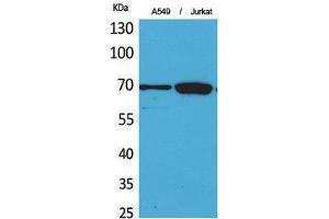 anti-X-Ray Repair Complementing Defective Repair in Chinese Hamster Cells 6 (XRCC6) (Ser404) antibody
