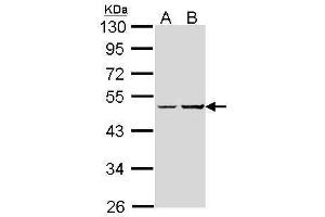 Image no. 5 for anti-GNAS Complex Locus (GNAS) (C-Term) antibody (ABIN2856886)