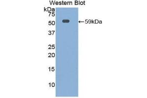 Image no. 1 for anti-Interleukin 10 Receptor, alpha (IL10RA) (AA 17-241) antibody (ABIN1859329)