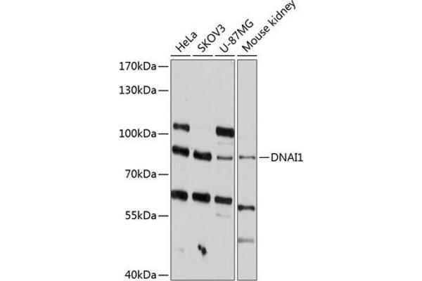 DNAI1 antibody  (AA 350-699)