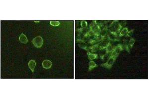 Image no. 1 for anti-Mitogen-Activated Protein Kinase 10 (MAPK10) (AA 28-233) antibody (ABIN1724701)