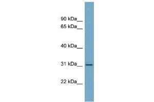Image no. 1 for anti-Fibrinogen-Like 1 (FGL1) (Middle Region) antibody (ABIN2782328)