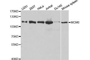 MCM6 anticorps  (AA 562-821)