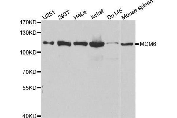 MCM6 anticorps  (AA 562-821)