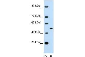 Image no. 1 for anti-Amyloid beta (A4) Precursor Protein-Binding, Family A, Member 1 (APBA1) (N-Term) antibody (ABIN2792284)
