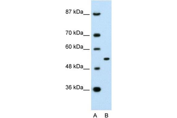 anti-Amyloid beta (A4) Precursor Protein-Binding, Family A, Member 1 (APBA1) (N-Term) antibody