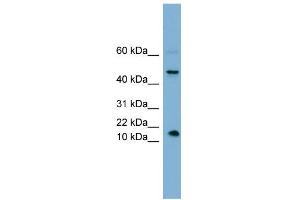 Image no. 1 for anti-Insulin-Like 5 (INSL5) (Middle Region) antibody (ABIN2784758)