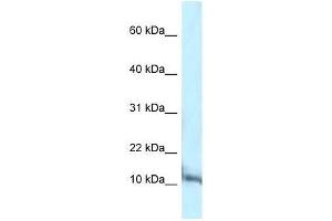 Image no. 1 for anti-Pterin-4 alpha-Carbinolamine Dehydratase/dimerization Cofactor of Hepatocyte Nuclear Factor 1 alpha (PCBD1) (C-Term) antibody (ABIN927379)