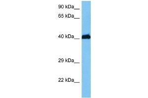 Image no. 2 for anti-Homeobox Containing 1 (HMBOX1) (N-Term) antibody (ABIN2781213)
