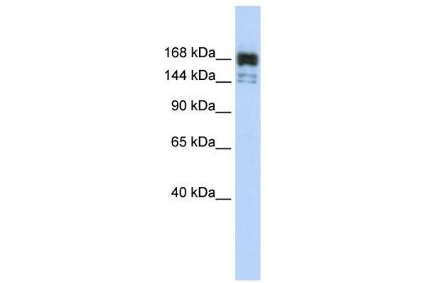 anti-5'-3' Exoribonuclease 1 (XRN1) (Middle Region) antibody