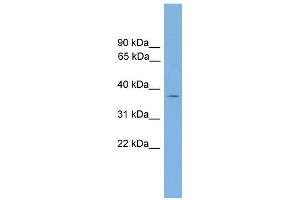 GALM antibody  (Middle Region)
