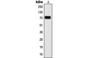 Image no. 1 for anti-Potassium Voltage-Gated Channel, Shaw-Related Subfamily, Member 2 (KCNC2) (C-Term) antibody (ABIN2704952)