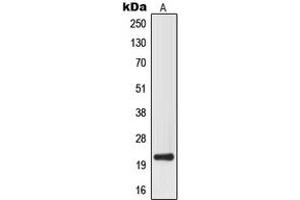 Image no. 2 for anti-Mitochondrial Ribosomal Protein L32 (MRPL32) (Center) antibody (ABIN2706600)