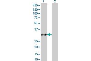 Image no. 1 for anti-SNRPN Upstream Reading Frame (SNURF) (AA 1-240) antibody (ABIN522405)