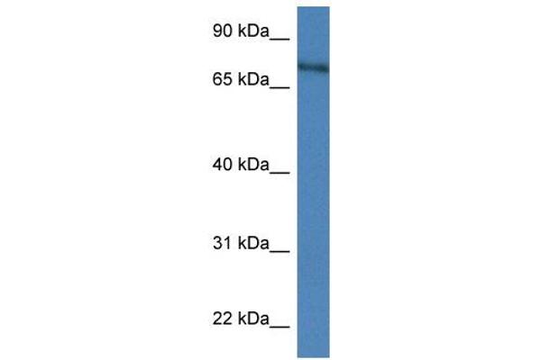 XPNPEP2 antibody  (C-Term)