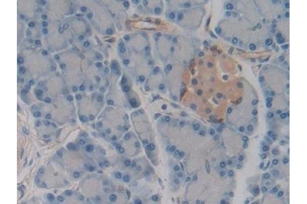 MAP4 antibody  (AA 2-250)