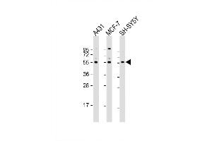Image no. 3 for anti-NIMA related kinase 3 (NEK3) (AA 331-361) antibody (ABIN652427)