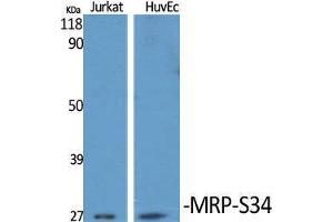 Image no. 2 for anti-Mitochondrial Ribosomal Protein S34 (MRPS34) (C-Term) antibody (ABIN3185684)
