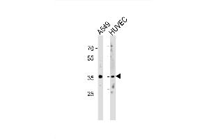Image no. 2 for anti-Homeobox B5 (HOXB5) (AA 193-222), (C-Term) antibody (ABIN1882091)