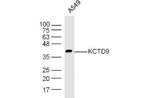Human A549 cell lysates probed with Rabbit Anti-KCTD9 Polyclonal Antibody, Unconjugated  at 1:300 overnight at 4˚C.