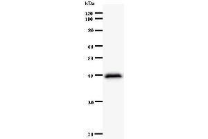 Image no. 1 for anti-Chloride Channel, Nucleotide-Sensitive, 1A (CLNS1A) antibody (ABIN933127)