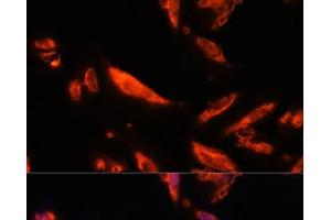 Immunofluorescence analysis of U-2 OS cells using LRRC7 Polyclonal Antibody at dilution of 1:100.