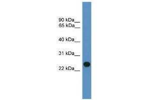 Image no. 1 for anti-BCL2/adenovirus E1B 19kDa Interacting Protein 1 (BNIP1) (C-Term) antibody (ABIN2788100)