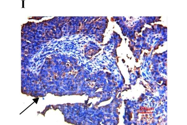 SPARC antibody  (AA 101-200)