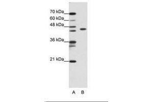 Image no. 2 for anti-Zinc Finger and BTB Domain Containing 9 (ZBTB9) (N-Term) antibody (ABIN6736184)