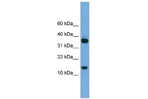 Image no. 1 for anti-Proline Rich 15 (PRR15) (Middle Region) antibody (ABIN2786345)