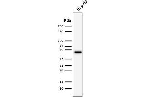 Image no. 4 for anti-Keratin 19 (KRT19) antibody (ABIN6939950)