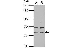 anti-RAP1, GTP-GDP Dissociation Stimulator 1 (RAP1GDS1) (N-Term) antibody