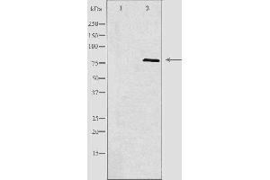Image no. 1 for anti-Adaptor Protein, phosphotyrosine Interaction, PH Domain and Leucine Zipper Containing 1 (APPL1) (Internal Region) antibody (ABIN6258701)