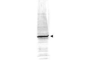 Western blot using  Affinity Purified anti-EGR-1 antibody shows detection of a predominant band at ~58 kDa correspond-ing to EGR-1 present in mouse embryonic fibroblast whole cell lysate (arrowhead).