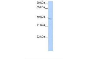 NUDT17 抗体  (AA 168-217)