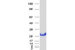 Image no. 1 for Nucleolar Protein 3 (Apoptosis Repressor with CARD Domain) (NOL3) protein (Myc-DYKDDDDK Tag) (ABIN2727446)