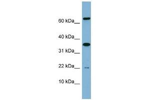 Image no. 1 for anti-RWD Domain Containing 1 (RWDD1) (Middle Region) antibody (ABIN632919)