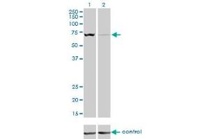 Image no. 2 for anti-Solute Carrier Family 25, Member 13 (Citrin) (slc25a13) (AA 2-80) antibody (ABIN523541)