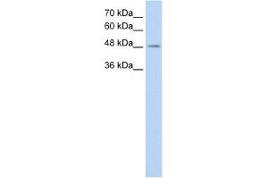 Image no. 1 for anti-Transmembrane Protein 8B (TMEM8B) (C-Term) antibody (ABIN2777056)