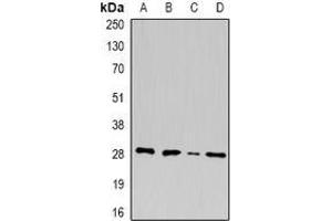 Image no. 1 for anti-U2 Small Nuclear RNA Auxiliary Factor 1 (U2AF1) (full length) antibody (ABIN6006222)