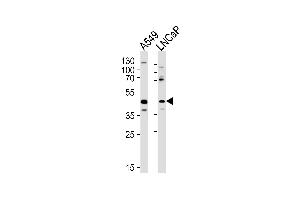 anti-Gametogenetin (GGN) (AA 139-163) antibody
