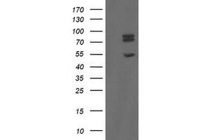 Image no. 16 for anti-Transducin-Like Enhancer of Split 1 (E(sp1) Homolog, Drosophila) (TLE1) (AA 180-460) antibody (ABIN1491049)