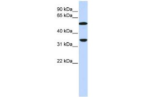 Image no. 1 for anti-Complement Component C4b (C4b) (N-Term) antibody (ABIN2777022)